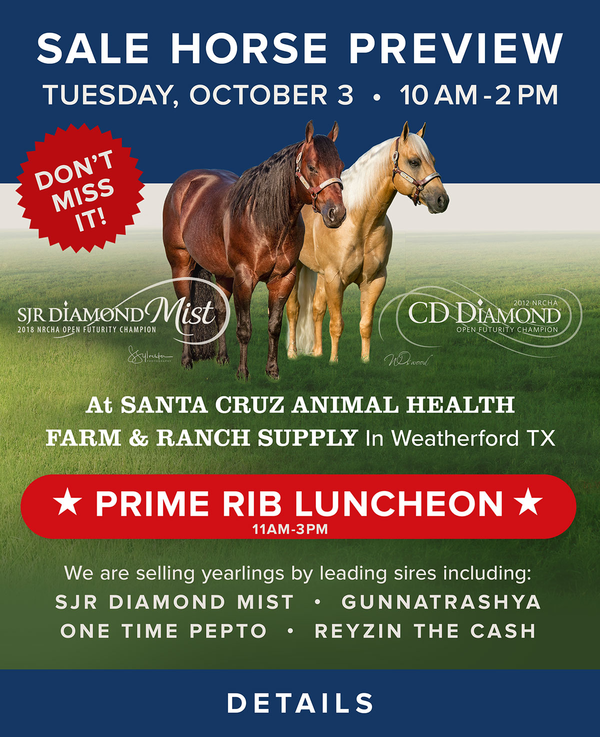 quarter horses for sale