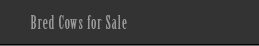 Bred Cows for Sale Navi