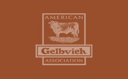 Gelbveih Link