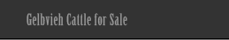 Gelbveih Bulls For Sale Navi