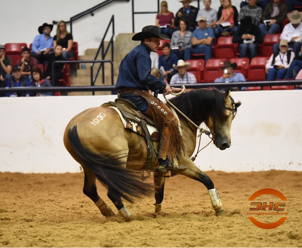 Shiine, highest selling 2 yr old of 2017 NRCHA