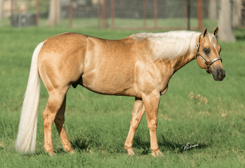 San Juan Ranch #4 Reined Cow Horse Breeder