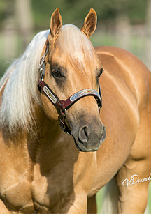 CD Diamond Headshot