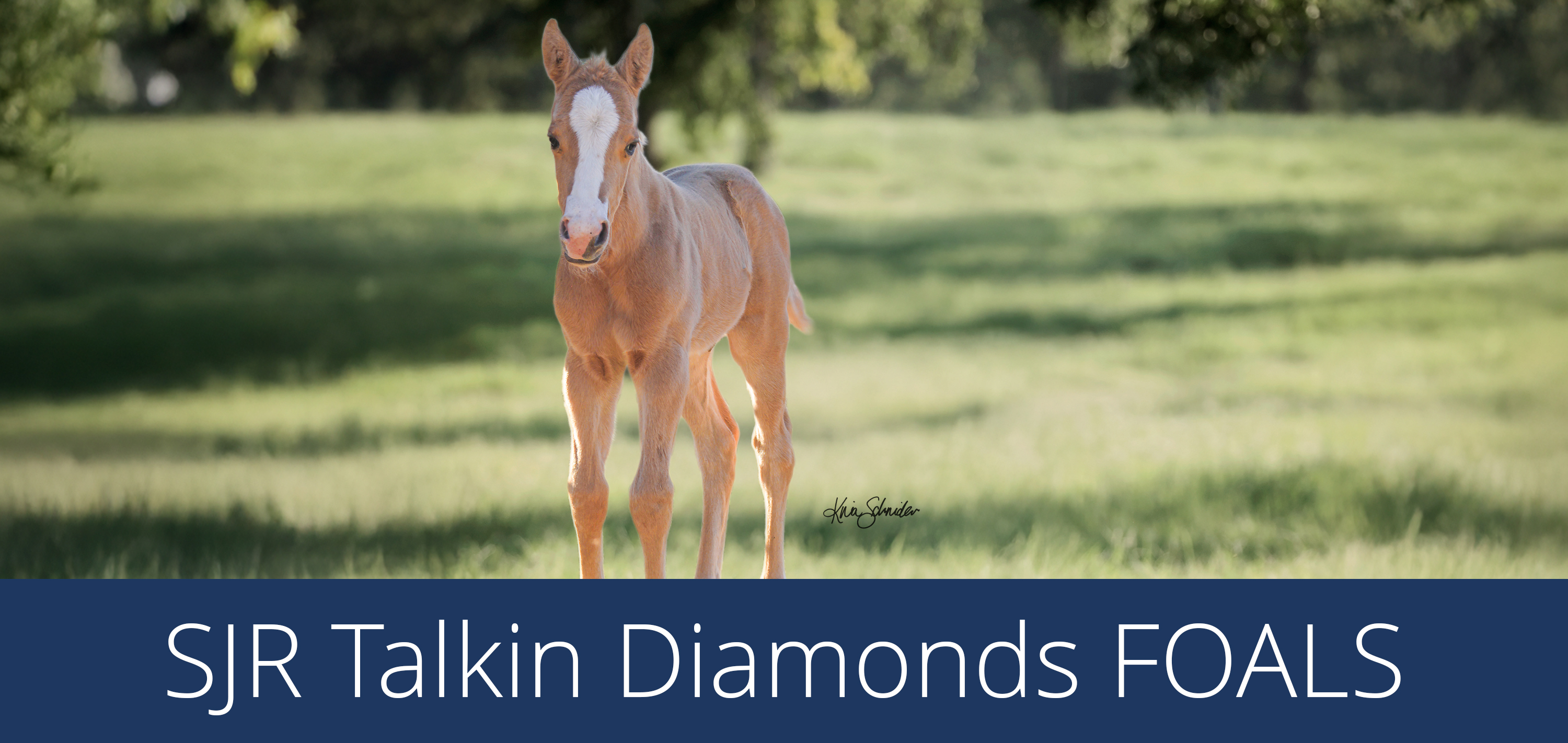 SJR Talkin Diamonds Foals image