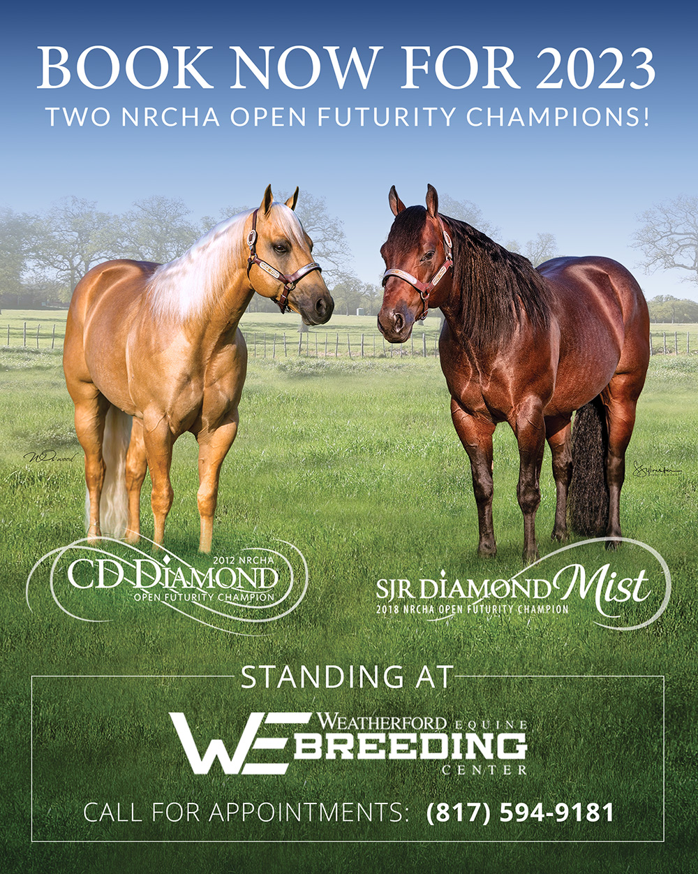 quarter horses for sale