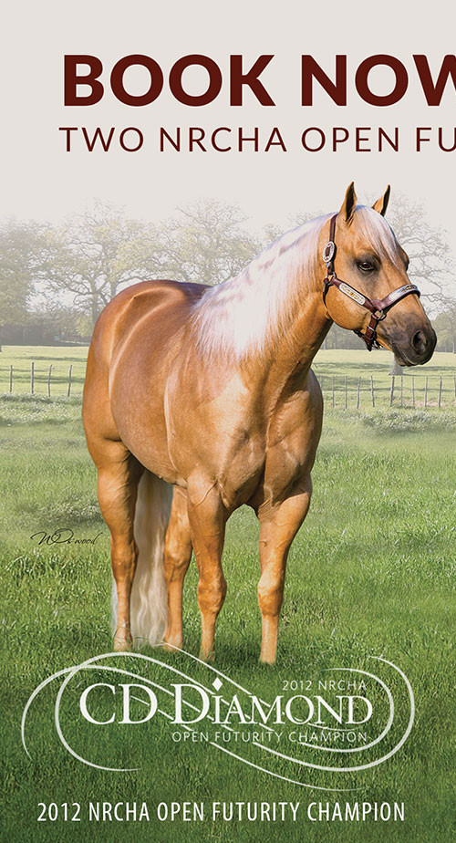 quarterhorses for sale