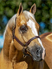 SJR Talkin Diamonds Headshot