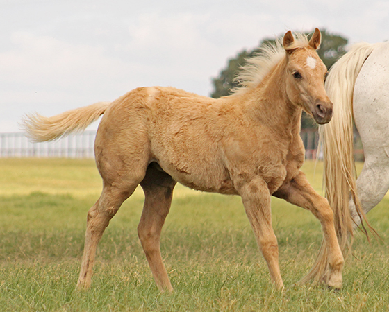 CD Diamond x Spooks Mariah - 2017 Filly