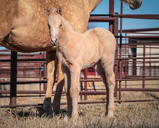 CD Diamond x Bearly Nuf Taz - 2018 Colt