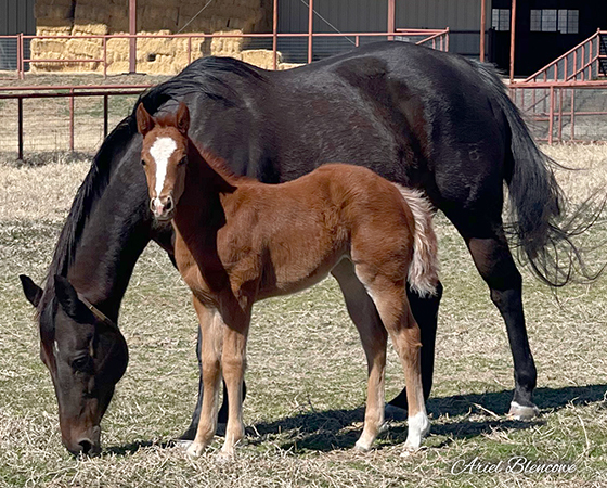 CD Diamond x Billies Smooth Cat - 2021 Filly