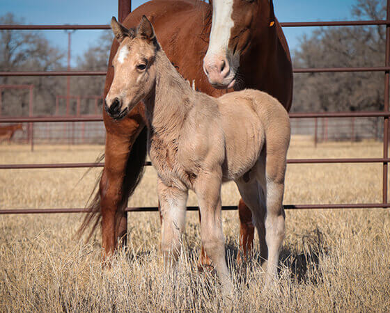 CD Diamond x Billies Smooth Cat - 2018 Colt