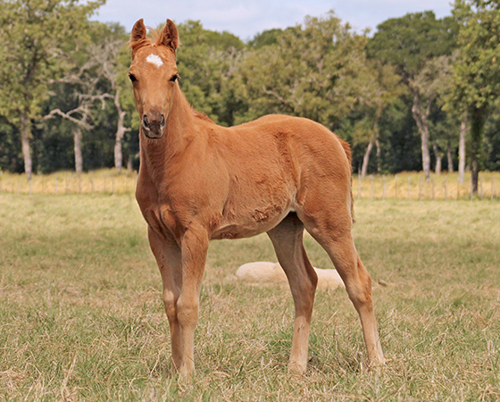 CD Diamond x Catlike Kit - 2017 Filly