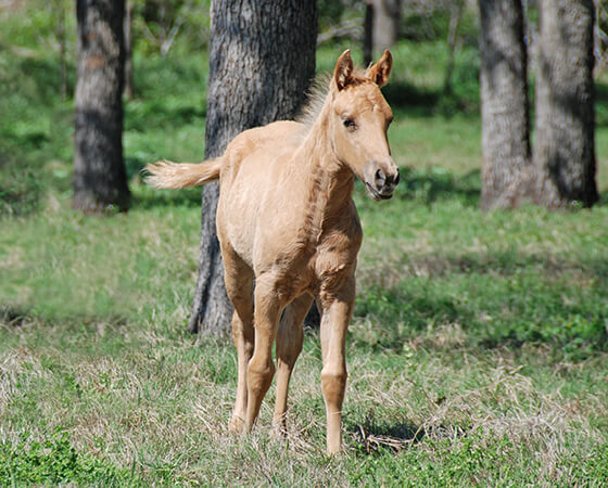 CD Diamond x Missin Reylena - 2017 Filly