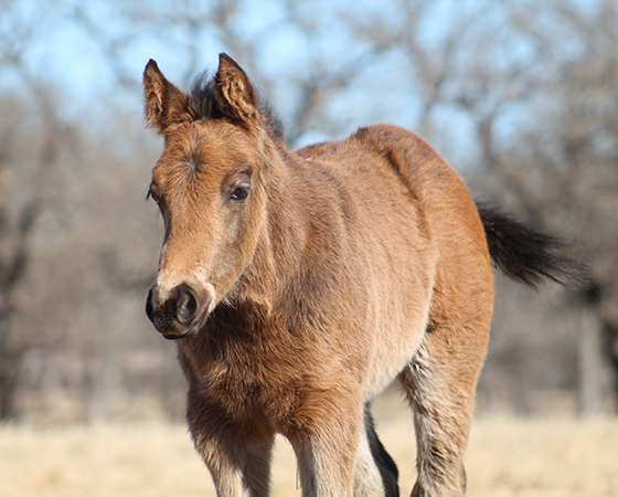 CD Diamond x Oak N Sugs UFO - 2017 Colt 1