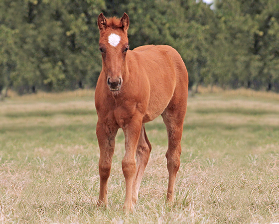 CD Diamond x Pastels Gina - 2017 Filly