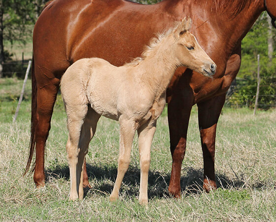 CD Diamond x Playin Gina - 2017 Filly