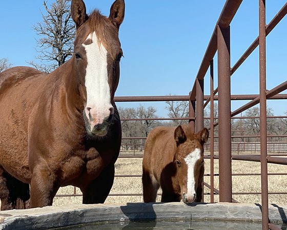 CD Diamond x SJR Smooth Gina - 2021 Filly