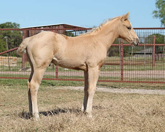 CD Diamond x Shesa Lota Cash - 2017 Colt