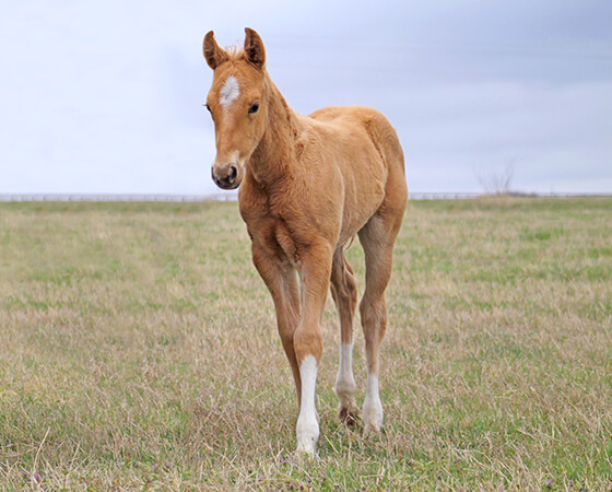 CD Diamond x Stylish Little Oak - 2017 Colt