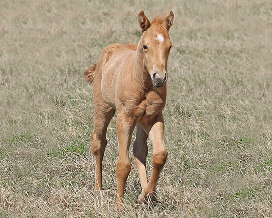 CD Diamond x Whizs Guinivere - 2017 Filly