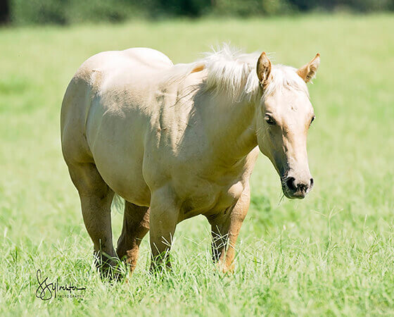 CD Diamond x Whizs Katrina - 2017 Filly