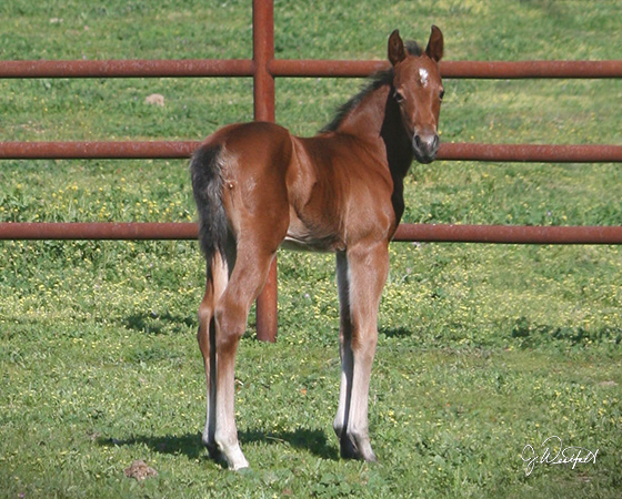 CD Diamond x A Short Bunny - 2015 Colt