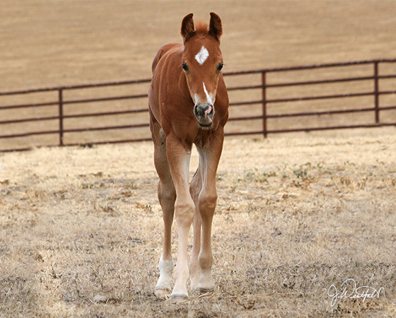 CD Diamond x Amanda Starlena - 2015 Colt