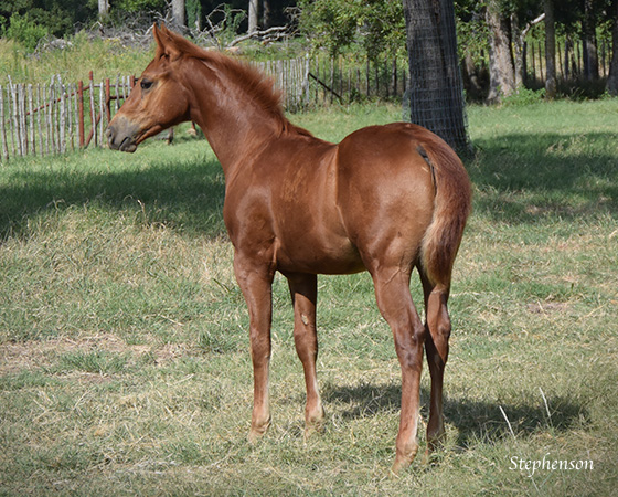 CD Diamond x Bearly Nuf Taz - 2015 Colt