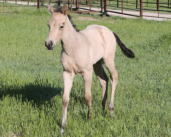 CD Diamond x Natalie Rey - 2016 Filly