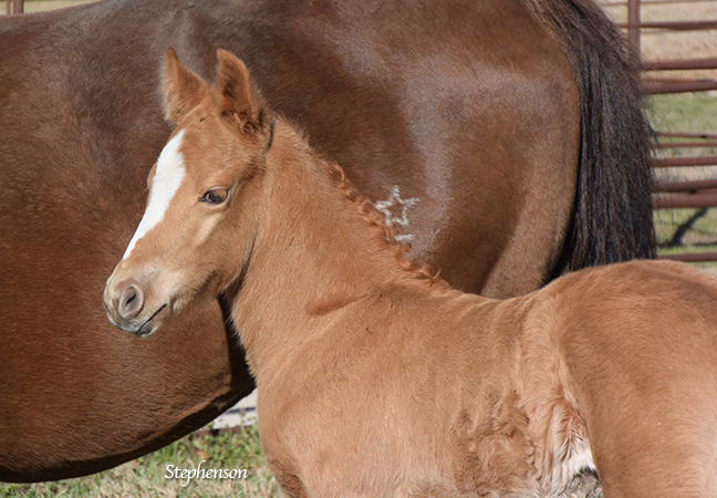 CD Diamond x Nics Lil Angel - 2016 Colt