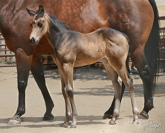 CD Diamond x Oak N Sugs UFO - 2015 Filly