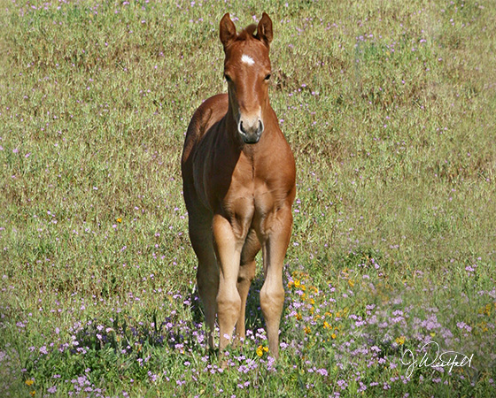 CD Diamond x Playguns King Badger - 2015 Colt