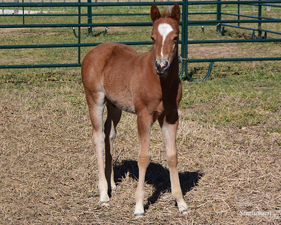 CD Diamond x CR Roan Ranger - 2016 Colt