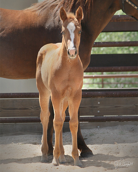 CD Diamond x Shesa Lota Cash - 2015 Filly