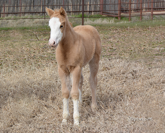 CD Diamond x Shirley Ima Gunner - 2016 Filly