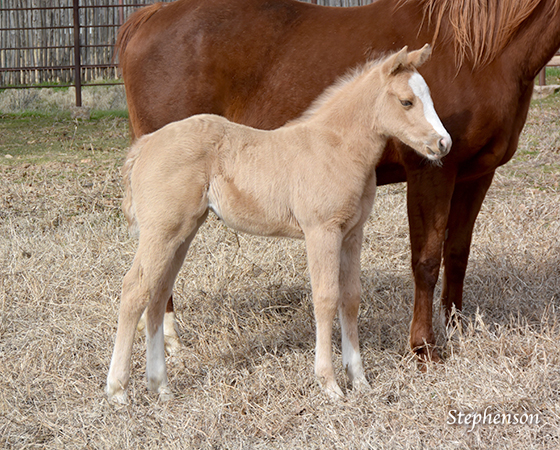 CD Diamond x Starlit Rita - 2016 Filly