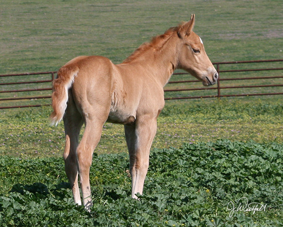 CD Diamond x Stylish Little Oak - 2015 Filly 1