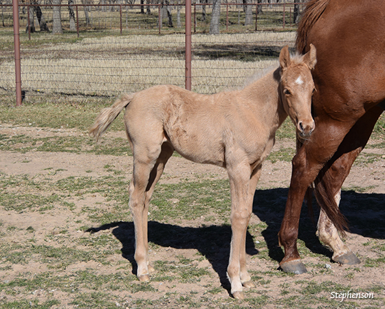 CD Diamond x Sues Barn Cat - 2016 Filly