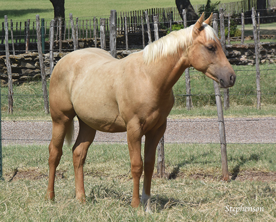 CD Diamond x Sues Barn Cat - 2015 Colt