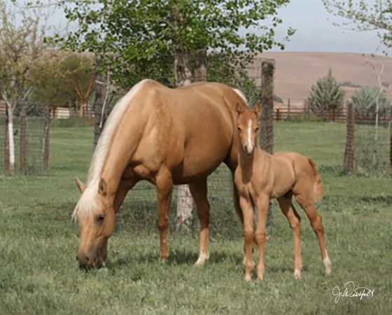 CD Diamond x Whiz N Spark - 2015 Colt