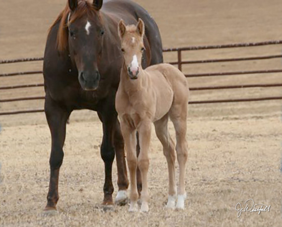 CD Diamond x Whizs Katrina - 2015 Filly