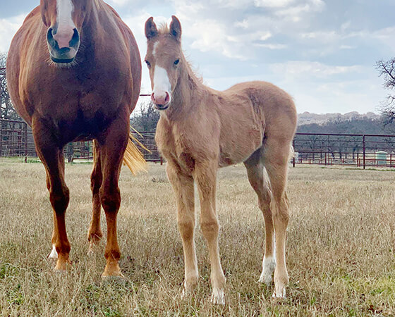 CD Diamond x Missin Reylena - 2020 Filly