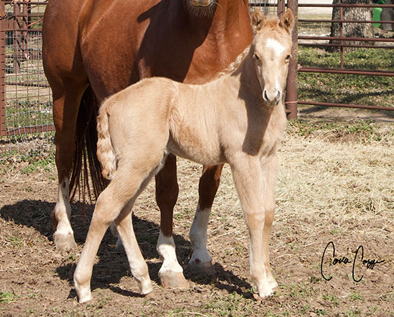 CD Diamond x SJR Whole Lotta Rey - 2023 Colt