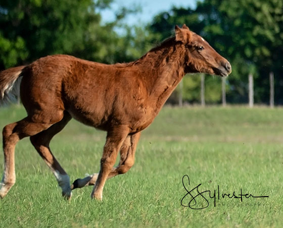 CD Diamond x Cattahoochie - 2021 Filly