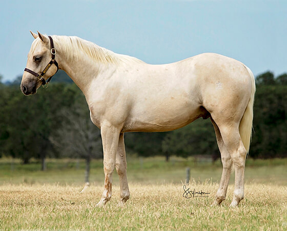 SJR Diamond Hickory - CD Diamond x Tachitas Hickory - 2016 Palomino Colt