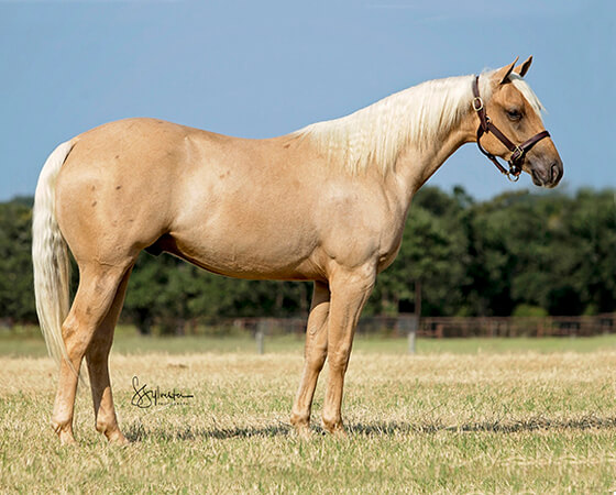 SJR Diamond Laredo - CD Diamond x Whiz N Spark - 2016 Palomino Colt