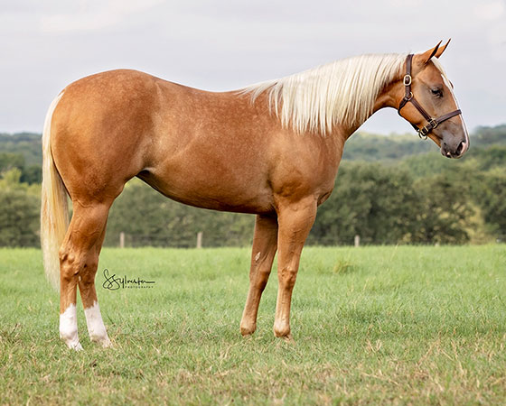 SJR All Diamonds - CD Diamond x Playin Gina - 2019 Palomino Filly