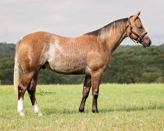 SJR Diamond Ruz - CD Diamond x Kalightascope - 2019 Gray Colt