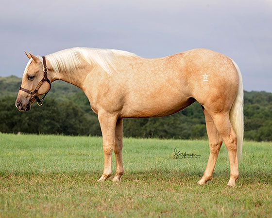 SJR Diamond Time - CD Diamond x SJR One Time Serina - 2019 Palomino Filly