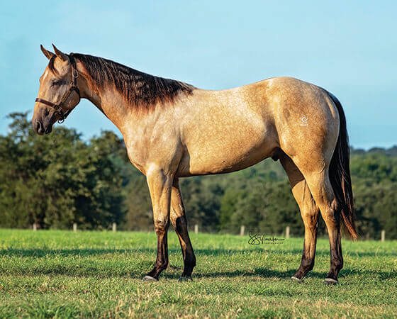 SJR Diamond Billy - CD Diamond x Billies Smooth Cat - 2018 Buckskin Colt